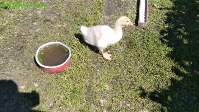 Младших гусят кусают большие гусята. Гусак из шалаша оберегает своих гусят! Куры бегают на воле!