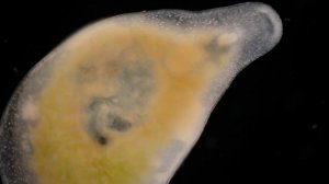 Наглядная биология #23 Планария (Planarian). Ядовитые охотники с невероятной регенерацией