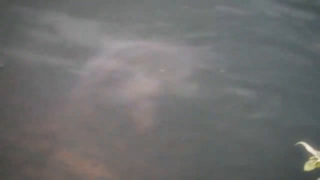 ROCKET CARP 2012 водоем Каменка (Promo) смотреть онлайн