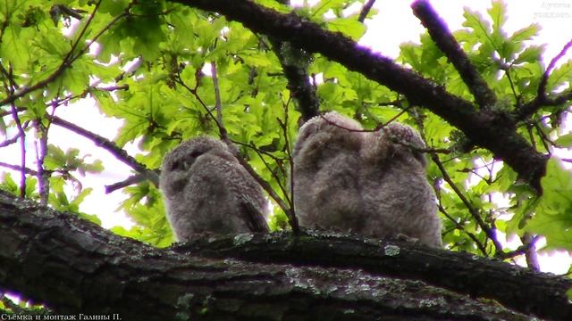 Совы. Неясыть обыкновенная или серая || owl ordinary or gray смотреть онлайн