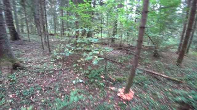 Осенние опята!Да сколько их...собираю первый раз в жизни!!! смотреть онлайн