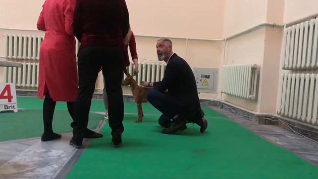 Cirneco Dell’Etna Silvento Medea. Dog-show