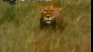 Пищевые связи хищников