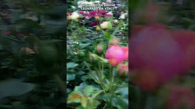 Роза Леонардо да Винчи в моем саду 19.06.21. Meilland, Leonardo da Vinci Rose in my garden #shorts смотреть онлайн