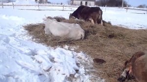 Коровы породы «Швиц»...