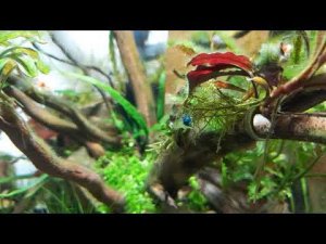 Креветки, рыбки, крабы, водоросли - всего понемножку