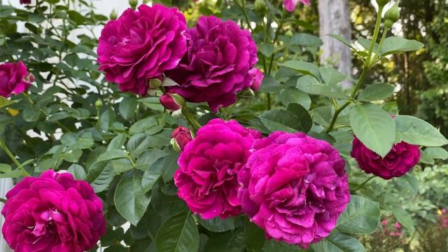 Rose - Twilight Zone смотреть онлайн