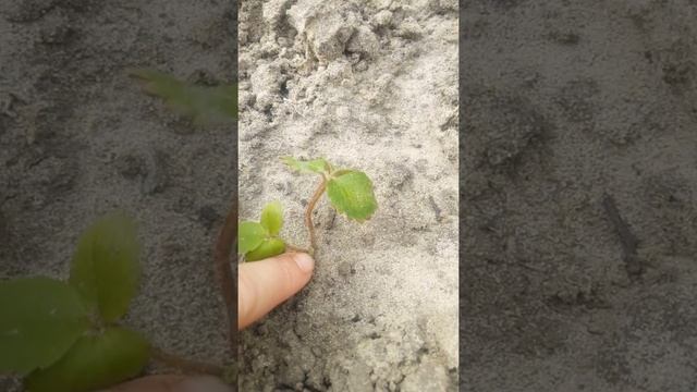 "Клубничное дерево Mers Max" 5 недель дома смотреть онлайн