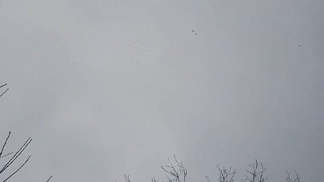Николаевские голуби город Измаил. 0961921884 Олег. 15 марта 2023год. смотреть онлайн