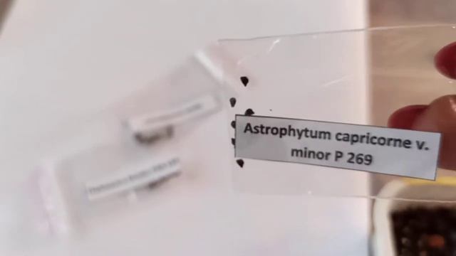 Суккуленты и кактусы из семян: ëмкости, посев и уход в первые дни смотреть онлайн