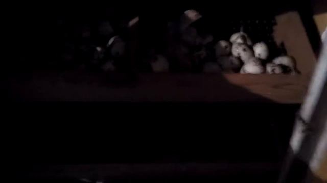 ПЕРЕПЕЛА ТЕХАСЫ!РОЖДЕНИЕ-ВЫЛУПЛЕНИЕ из ЯЙЦА! смотреть онлайн