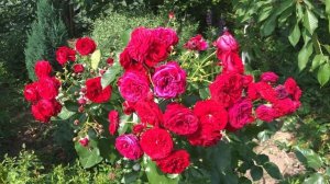 Rotkappchen КРАСНАЯ ШАПОЧКА