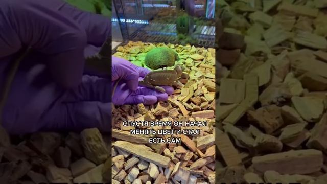 Его хотели усыпить, но мы не дали. Хамелеон без шансов? смотреть онлайн