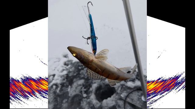 Lowrance LiveSight Down поклевка очень мелкого судака