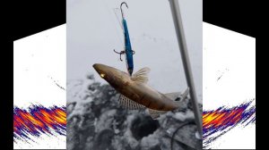 Lowrance LiveSight Down поклевка очень мелкого судака