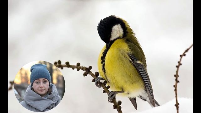 Учим зимующие птицы. Зимние птицы. Сорока, ворона, синица, снегирь, воробей. Пальчиковая гимнастика смотреть онлайн