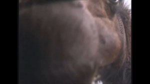 Верблюд одногорбый - Camelus dromedarius - Верблюд одногорбий - Arabian camel