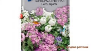 Вербена тонкорассеченная Смесь окрасок ? обзор: как сажать, семена вербены Смесь окрасок