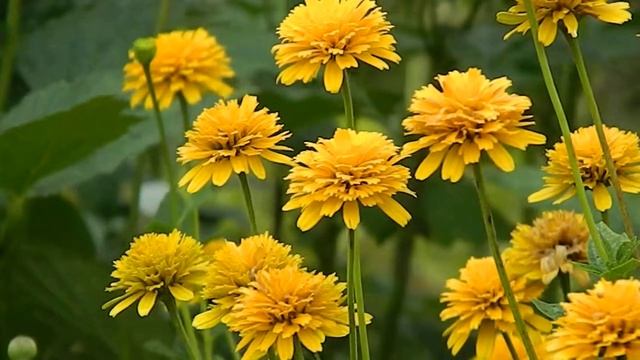 Heliopsis helianthoides Asahi смотреть онлайн