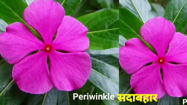 Flowers Name in English and Hindi with pictures : 50 फूलों के नाम अंग्रेजी और हिंदी में смотреть онлайн