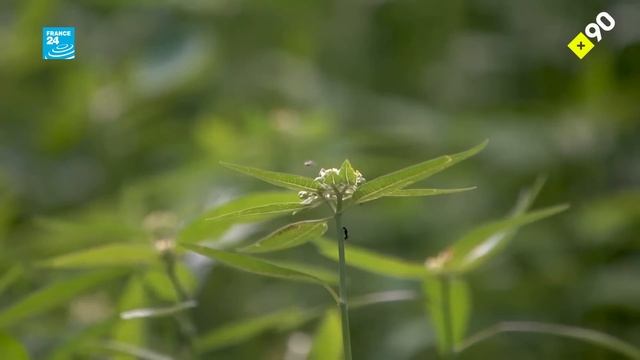 Ütopik şehir Auroville: 