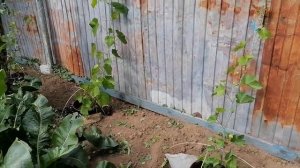 Виноград для начинающих - выбор места для посадки.