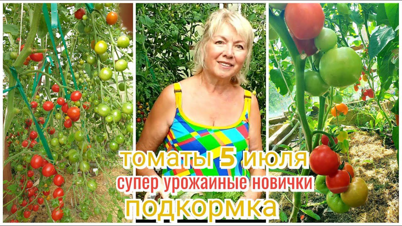 ТОМАТЫ самые урожайные СУПЕР новинки и провал года.ПОДКОРМКА и ПРОФИЛАКТИКА болезней смотреть онлайн