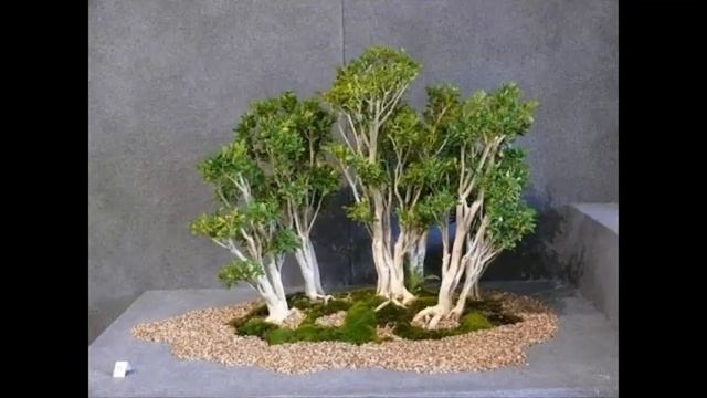 Harland Boxwood is a Native to Asia and Europe смотреть онлайн