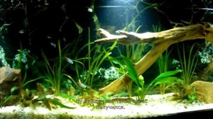 Аквариум биотоп амазонки с мелкими рыбами