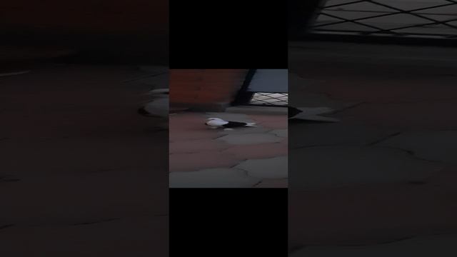 20220706_203605.mp4 смотреть онлайн