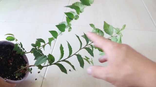 Regar en VACACIONES💧🥀 dilema RESUELTO😃!! смотреть онлайн