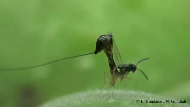 Apocrypta westwoodi Grandi - the wasp with zinc-coated needle смотреть онлайн