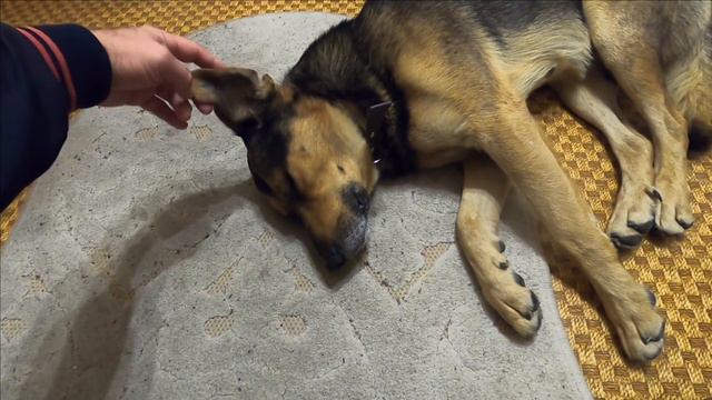 УЛИЧНЫЙ ПЕС ДРУЖОК ВПЕРВЫЕ В ДОМЕ / Жизнь в Ялте смотреть онлайн