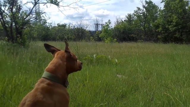 FUNNY DOG COOL DOG 2020 ПИТБУЛЬ ПРОГУЛКА ПРИРОДА ВЕСНА 2020 смотреть онлайн