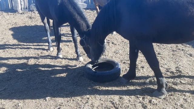 Игрушки для лошадей смотреть онлайн