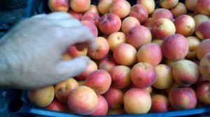 Абрикос сорт краснощёкий...