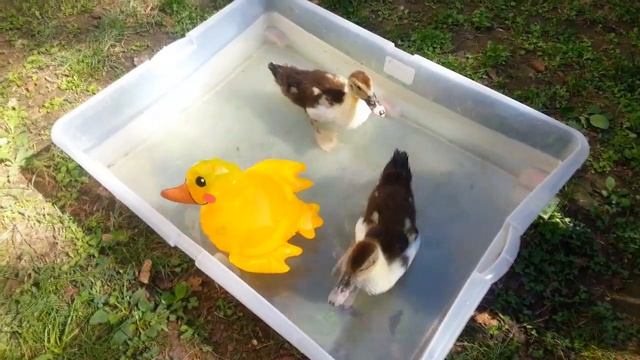 Утята На Прогулке.Кушают С Рук.Плавают С Надувным Желтым Утенком смотреть онлайн