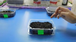 ???НАПЕРСТЯНКА ! КАК ВЫРАСТИТЬ РАССАДУ ИЗ СЕМЯН !