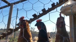 Петух кукарекает. Курица кудахчет / How does a rooster crow? How does a chicken cackle?
