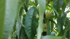 Летняя обрезка персика  Мой принцип обрезки