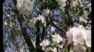 ВЕСЕННИЙ ЦВЕТ.mp4