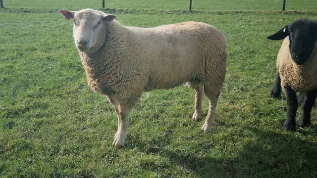 Бараны Шароле в Англии #шароле #charollais #charolais #ram #rams #sheep #бараны #георгиевскийдорпер смотреть онлайн