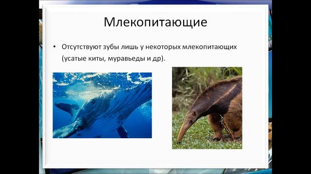 класс млекопитающие или звери презентация 7 класс смотреть онлайн