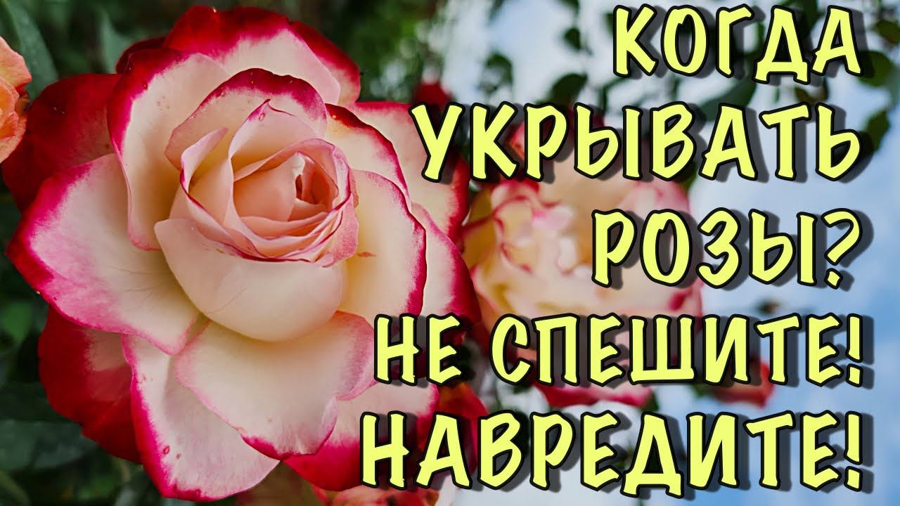 НЕ СПЕШИТЕ! Сделаете ТОЛЬКО ХУЖЕ! Когда УКРЫВАТЬ РОЗЫ?ПОШАГОВАЯ подготовка РОЗ к укрытию смотреть онлайн