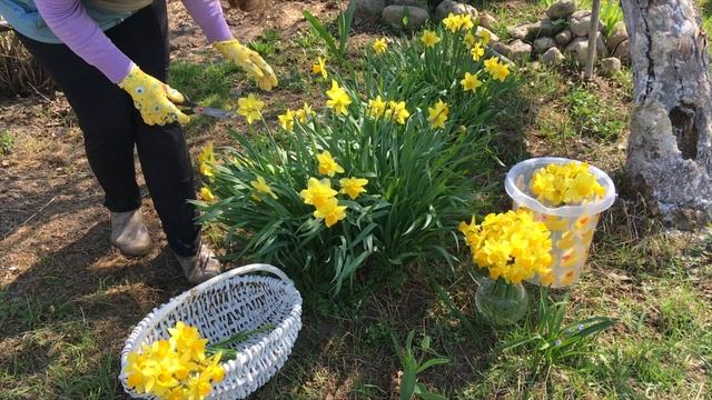 Мои нарциссы / весна на даче / relax / спокойная музыка цветы смотреть онлайн