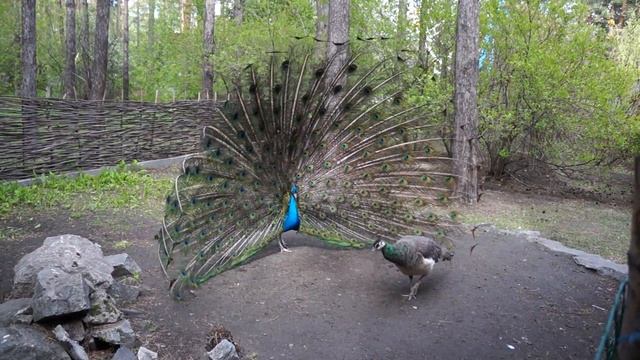 Павлины в Новосибирском зоопарке смотреть онлайн