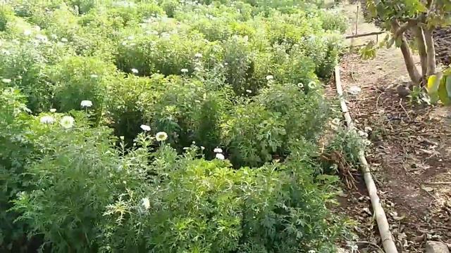 #bijali farming 🏵️🤩💐#marrigold farm # indian farmer смотреть онлайн