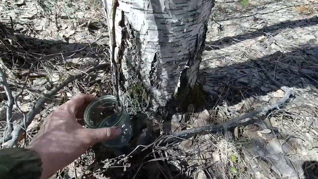 Березовый сок в весеннем лесу. Баня на даче |бездорожье| weekend|треш смотреть онлайн