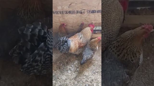 Куры Билефельдер. Описание породы и яйценоскость. смотреть онлайн