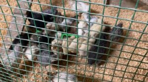 Обзор моего автономного курятника